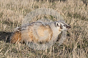 Badger walking in the prairie grass