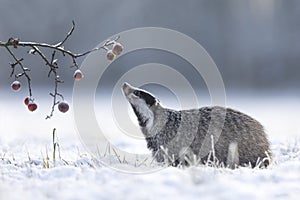 Badger in winter with apples