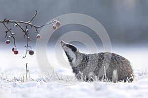 Badger in winter with apples photo