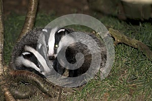 Badgers