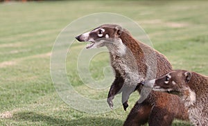 Badgers in a mexican garden