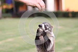 Badgers in a mexican garden