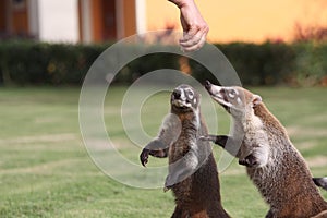 Badgers in a mexican garden