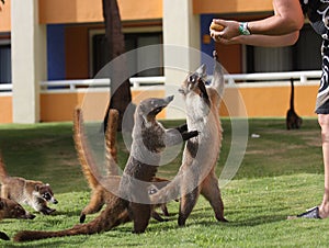 Badgers in a mexican garden