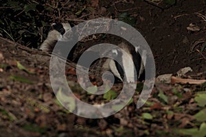 Badgers at night emerging from their set.