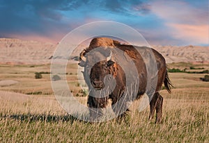 Badlands American Bison Bull photo