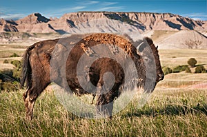 Badlands American Bison Bull (Bison bison)