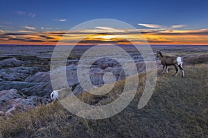 Badlands Bighorn