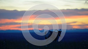 Badlands Bighorn Sheep at Sunset