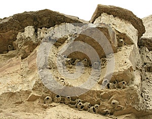 Badlands Bird Nests