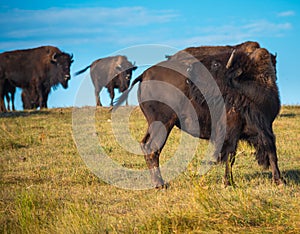 Badlands Bison