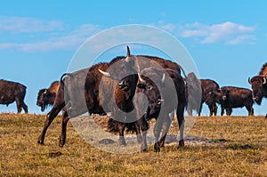 Badlands Bison Looking towards the camera