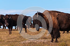 Badlands Bison Profile