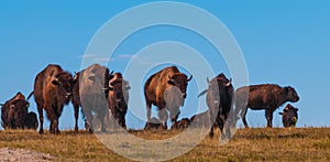 Badlands Bison Walking Towards the Camera Panoramic Horizontal