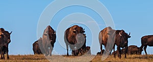 Badlands Bison Walking Towards the Camera Panoramic Horizontal