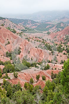 Badlands and conifer forest in High Atlas, mount Toubkal area