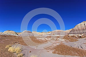 Badlands landscape with tree trunks in Petrified Forest National Park, USA