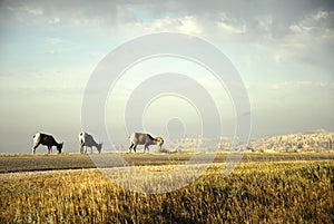 Badlands National Park