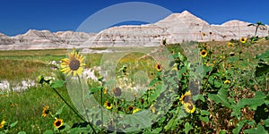 Badlands National Park Wildflowers