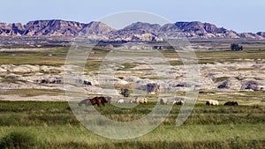 Badlands Pasture