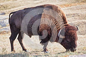 Badlands, SD - Buffalo Grazing