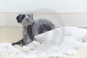 Badly Behaved Dog Ripping Up Cushion At Home