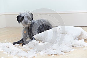 Badly Behaved Dog Ripping Up Cushion At Home