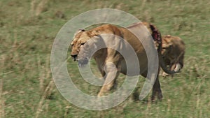 Badly wounded lion walking with her cub