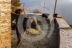 Badri Cow & Calf in Pauri Garhwal, Uttarakhand, India