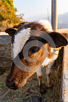 Badri Cow & Calf in Pauri Garhwal, Uttarakhand, India