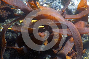 Bady wrack Fucus vesiculosus brown algae