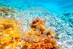 Baearic islands underwater sea bottom