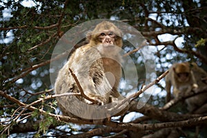 Bertuccia, or Barberia`s monkey, is a primate mammal living in Atlas in Morocco. photo