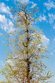 Bael, Aegle marmelos or wood apple fruit tree