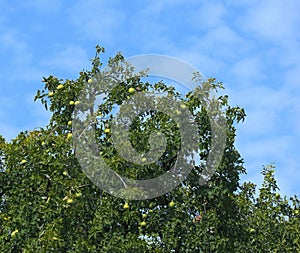 Bael tree with fruits