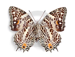 Baeotus deucalion (underside)