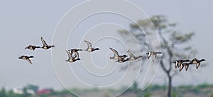 Baer's Pochard in flying