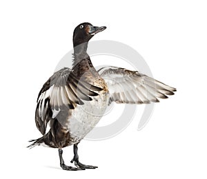Baer`s pochard spreading his wings, Duck, bird