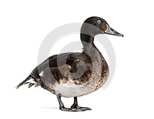 Baer`s pochard spreading his wings, isolated