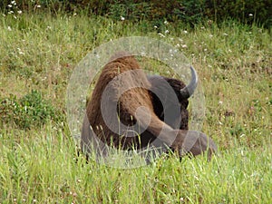Baffalo resting in the wild grassland.