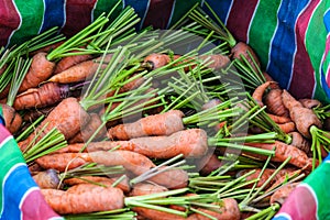 Bag of carrots