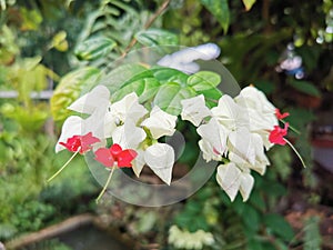 Bag flower, Bleeding heart vine, Broken heart flower. Beautiful white and red tiny heart flower.