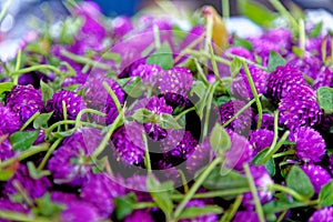 Bag of flowers  at Pak Khlong Talat, Bangkok flower market - Thailand