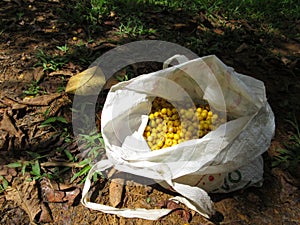 Bag full of nances, harvest Byrsonima crassifolia fruits