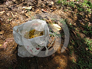 Bag full of nances, harvest Byrsonima crassifolia fruits