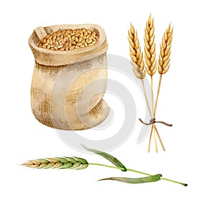 Bag of wheat, bunch of wheat ears and green wheat ear isolated on white background. Watercolor handdrawn illustration.