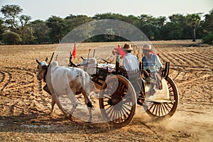Traditional bullock cart run by 2 farmers, Bagan, Mandalay region, Myanmar