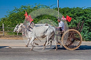 BAGAN, MYANMAR - DECEMBER 6, 2016: Zebu pulled cart on a road in Bagan, Myanm