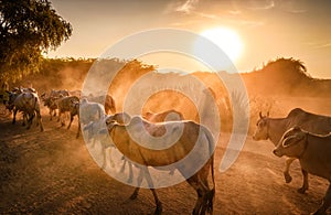 Bagan Myanmar farmers and cows at Sunset