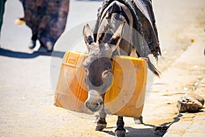 Baggage Donkey loaded with orange truck on the Animal market of Keren